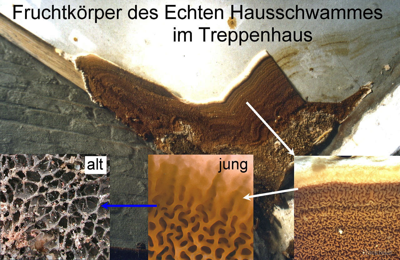 Alterung eines Fruchtkrpers des Echten Hausschwammes