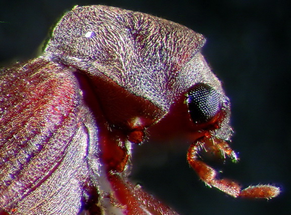 Kopf des Gemeinen Nagekäfers (Anobium punctatum) in Seitenansicht