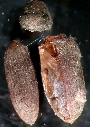 Kopf und Körper des Gemeinen Nagekäfers (<i>Anobium punctatum</i>)