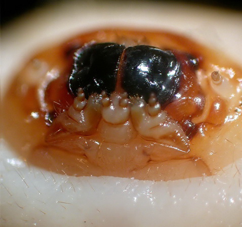 Kopf einer Hausbockkäfer-Larve (Hylotrupes bajulus) mit den mächtigen schwarzen Mandibeln, die das Holz abhobeln.