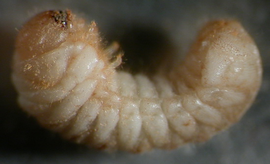 Larve des Bunten Nagekäfers (Xestobium rufovillosum)