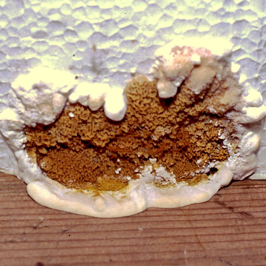 Fruchtkörper des Echten Hausschwamms (Serpula lacrymans): frisch mit weißem Zuwachsrand